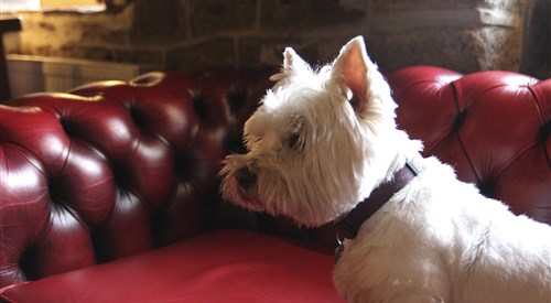 Bearslake Inn, Bridestowe 1