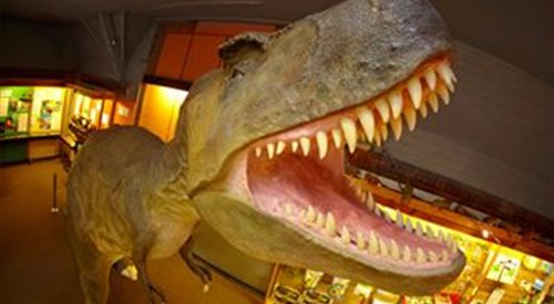 The Dinosaur Museum, Dorchester 2