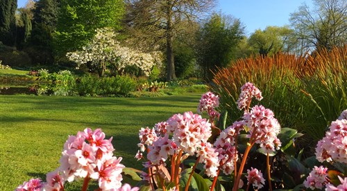 The Beth Chatto Gardens, Colchester 3