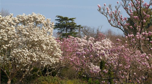 Sir Harold Hillier Gardens, Romsey 2