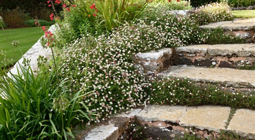 Mottistone Gardens, Brighstone 2