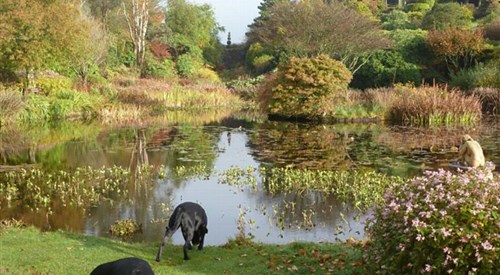 Glenwhan Garden and Arboretum, Stranraer 3