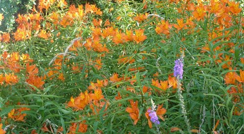Glenwhan Garden and Arboretum, Stranraer 4