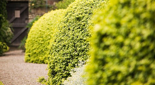 Priorwood Garden, Melrose