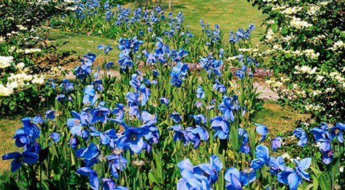Crarae Garden, Inveraray 2