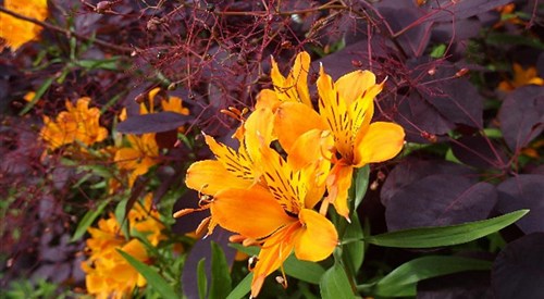 Veddw House Garden, Devauden 1