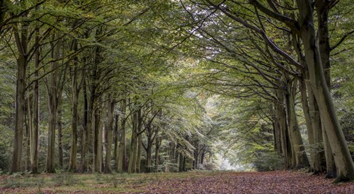 Felbrigg Hall, Gardens & Estate, Cromer, Norwich 4