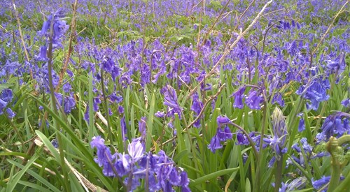Hideaway Lodges, Isle of Mull 3