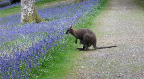 Leonardslee Lakes & Gardens, Horsham 3