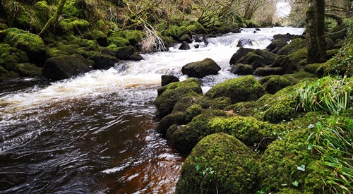 Agivey River 4