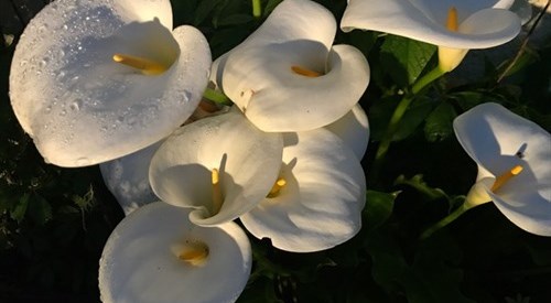 Bradleigh Lodge, St Austell 2