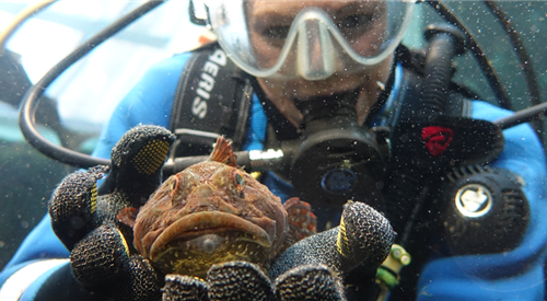 Macduff Marine Aquarium 4