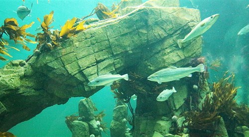Macduff Marine Aquarium 3