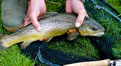 Lower Itchen Trout 1