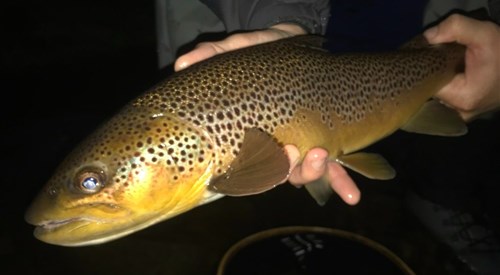 Hawes and High Abbotside Angling Association, Ure 2