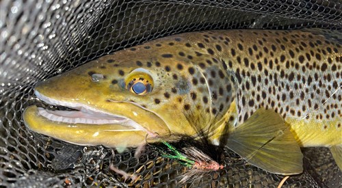 Rose Park Fishery, Lakes 3