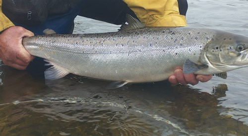 Blackwater Valley Fishery - Blackstone, Upper Blackwater 3
