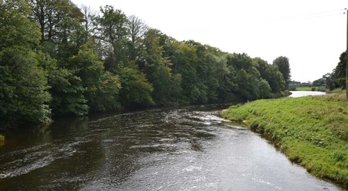 Newbie, Annan 4