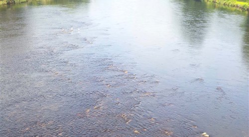 Newton Stewart AA, Cree 3
