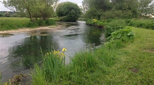 Lower Itchen Trout