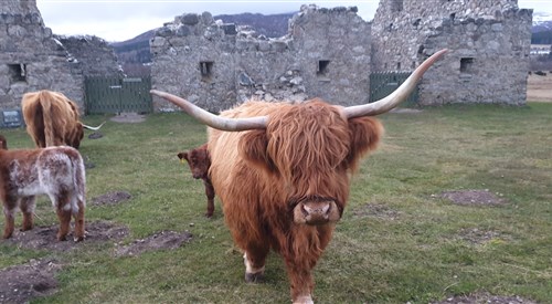 The Osprey Hotel, Kingussie 4
