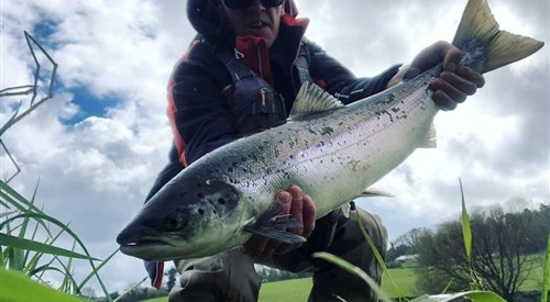 Blackwater Valley Fishery - Ballygarret, Upper Blackwater 4