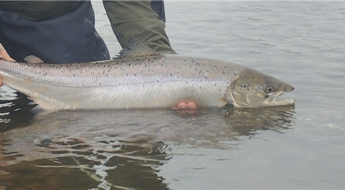 Blackwater Valley Fishery - Ballyduff Bridge 1