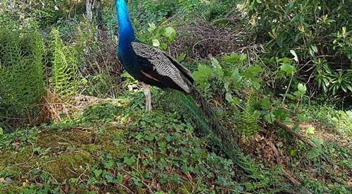 Great Trethew Manor Hotel & Restaurant, West Looe 3