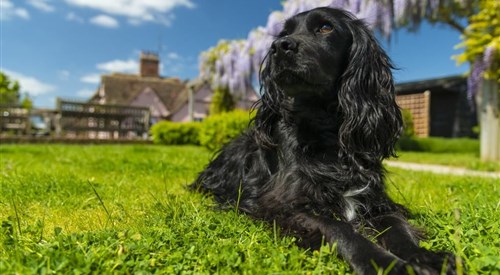The Red Lion Inn, Hinxton 2