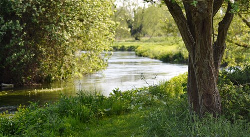 Lower Itchen Trout 3
