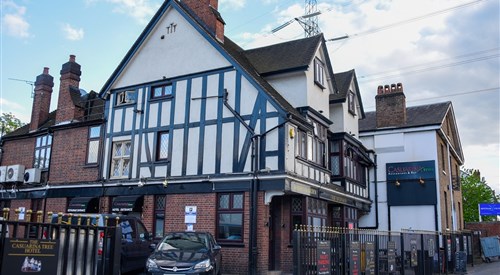 Casuarina Tree, Mitcham