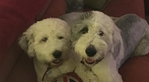 The Hunters Moon, Buckland Newton