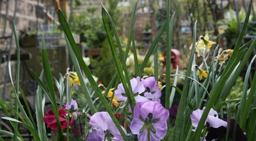 Alexandra Court, Harrogate 4