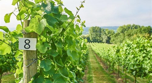 Aldwick Estate, Wrington 3