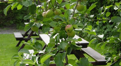 Coorie Inn Restaurant and Rooms, Muthill 1