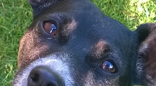 Rossmount Guest House, Inverness 4