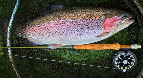 Ardaire Springs Angling Centre, South East 1