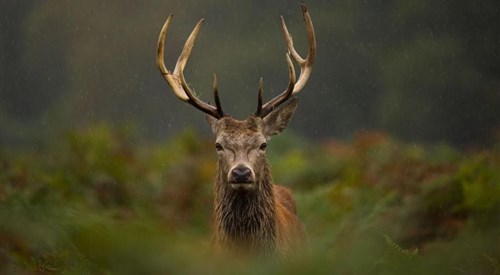 Glenapp Castle, Ballantrae 3