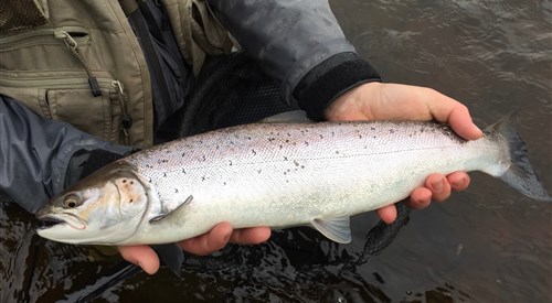River Annan Events