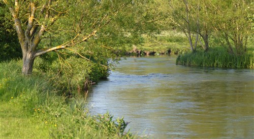 Lower Itchen Trout 4