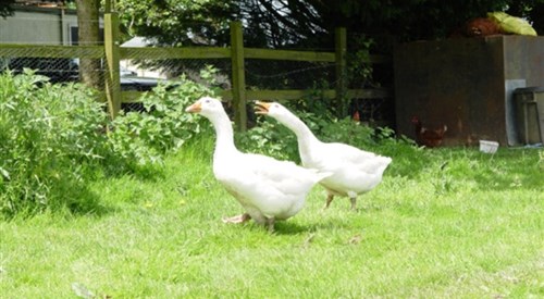 Bradridge Farm B&B, Boyton, Launceston 2