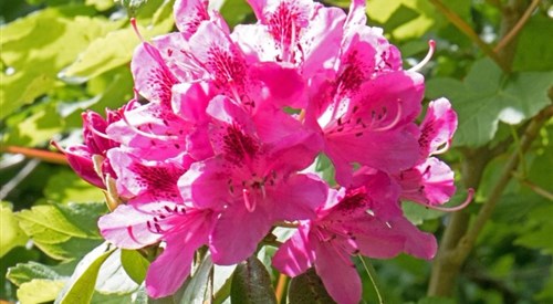 Woodacre Bed & Breakfast, Arundel 3