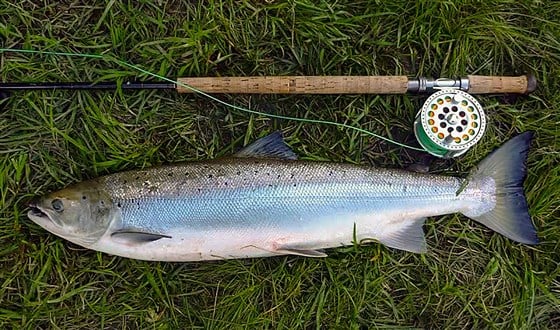 18 pounder from the Flats