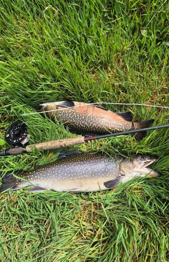 full bodied strong fish
