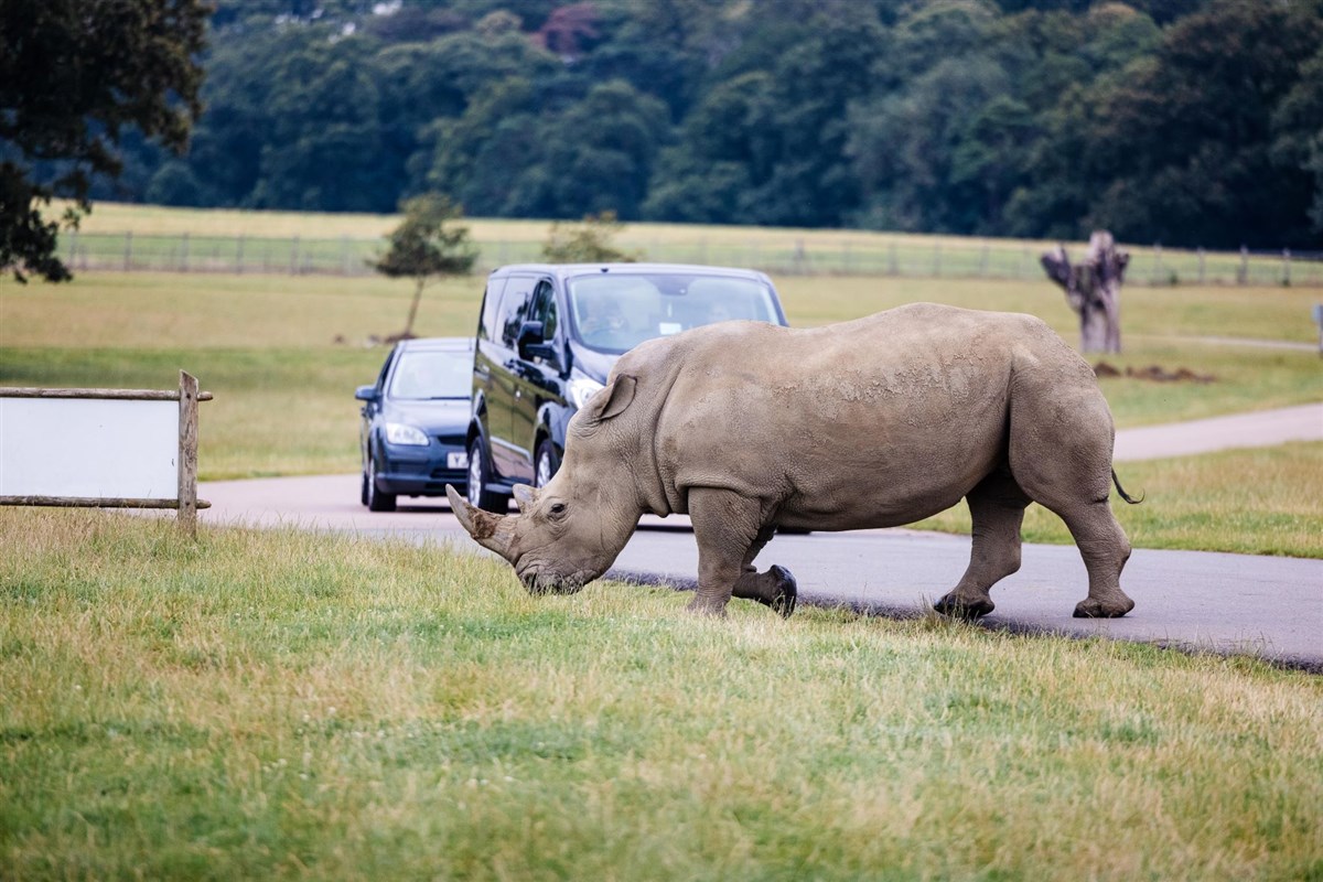 Bonnie the Southern white rhino can be seen out in the large Savannah Grasslands Reserve