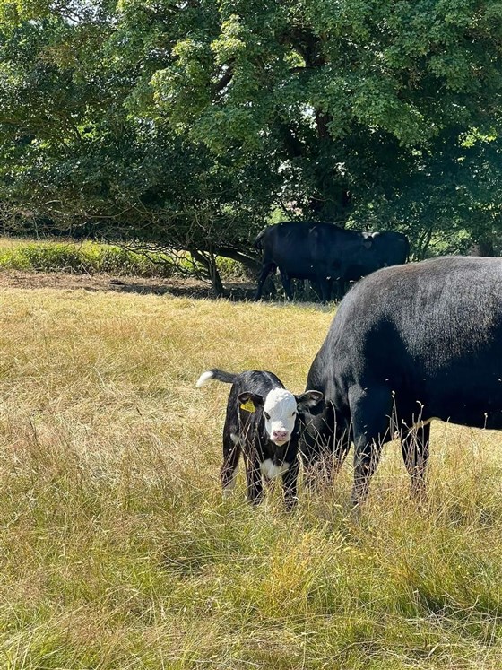 New arrivals on the farm