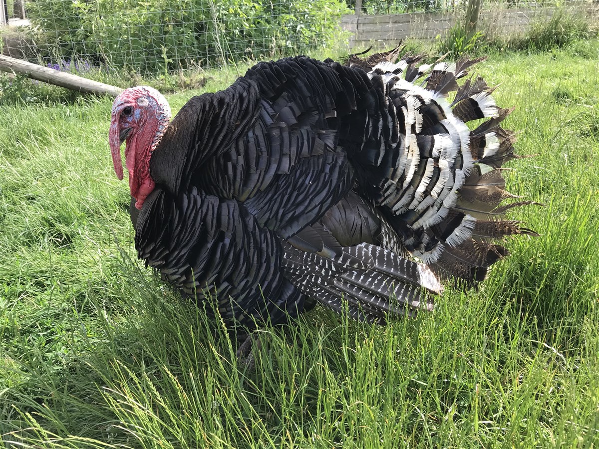 Our pet turkey