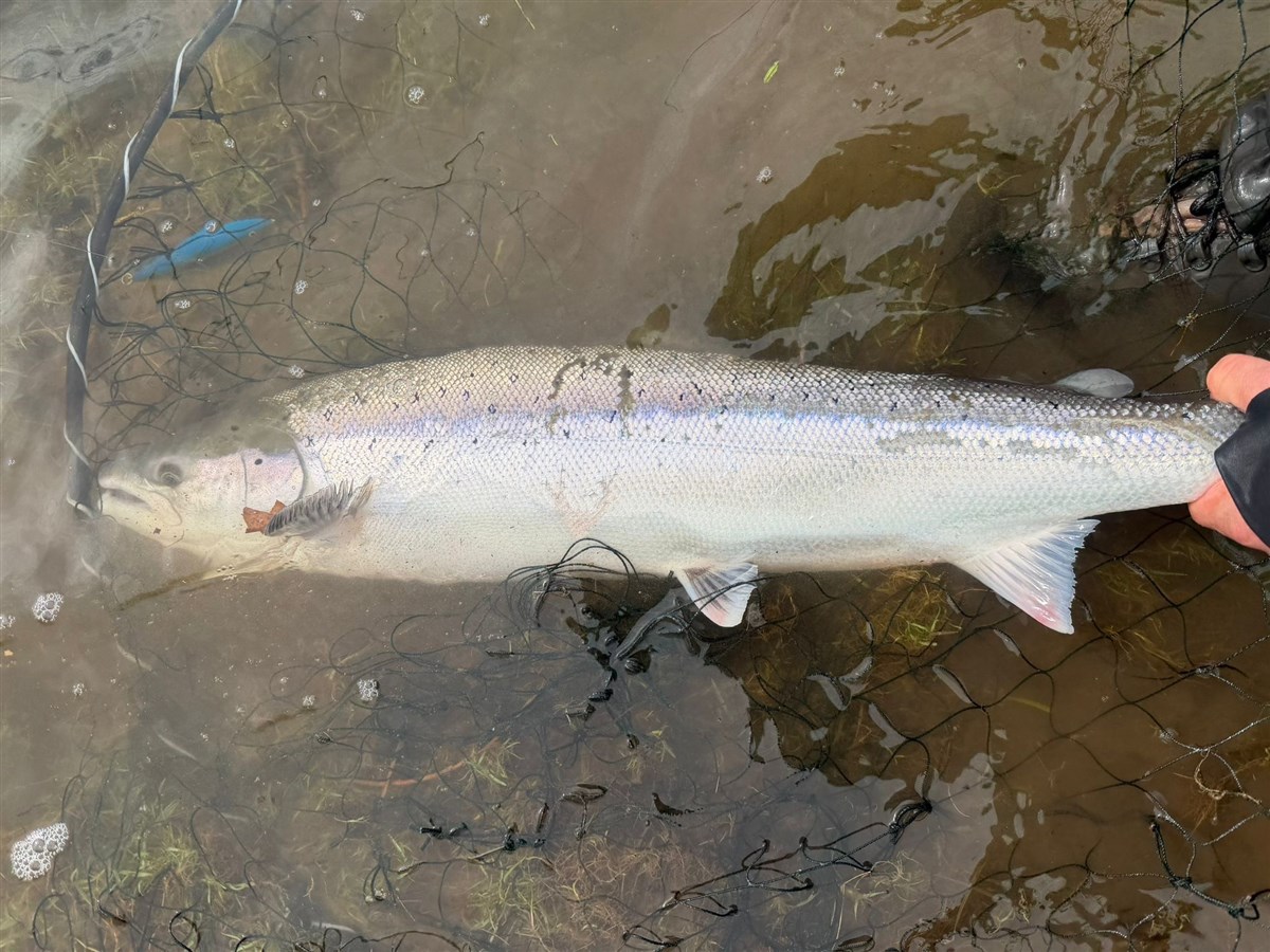 Salmon Spring 2026