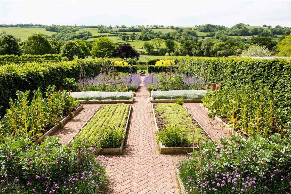 The vegetable garden