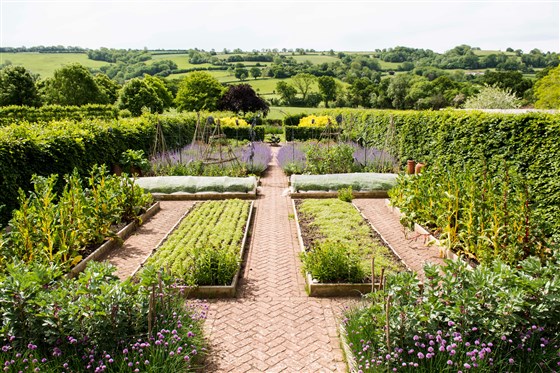 The vegetable garden